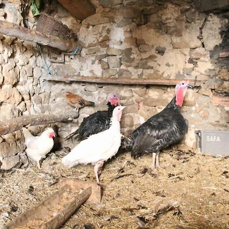 Casa Rural Amador Villarroya de los Pinares 外观 照片