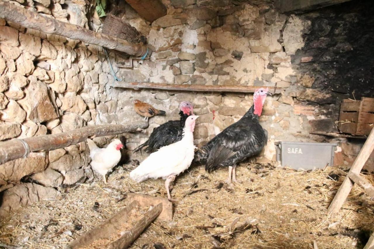 Casa Rural Amador Villarroya de los Pinares 外观 照片